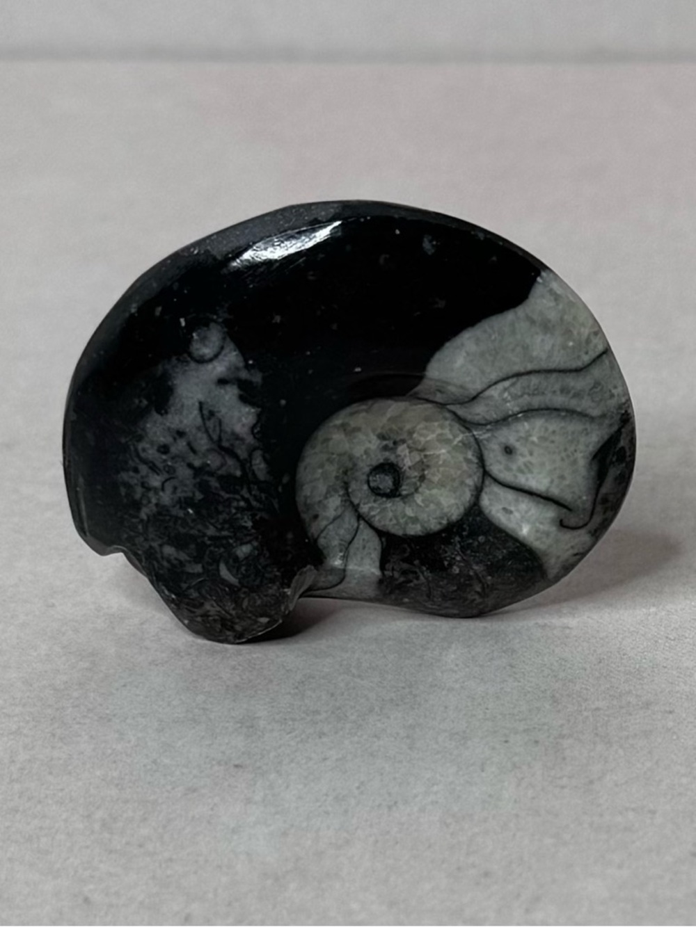Polished Black & Gray Ammonite Fossil Display - Picture 2 of 8